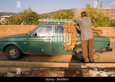 Tabakblatt an Farme Auto bei Deir el Ahmar Dorf Osten Bekaa Tal Baalbek Bereich Libanon gehängt getrocknet Stockfoto