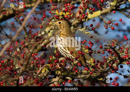 Singdrossel Turdus Philomelos auf Beeren Stockfoto