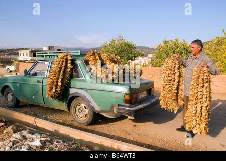 Tabakblatt an Bauer Auto bei Deir el Ahmar Dorf Osten Bekaa Tal Baalbek Bereich Libanon gehängt getrocknet Stockfoto