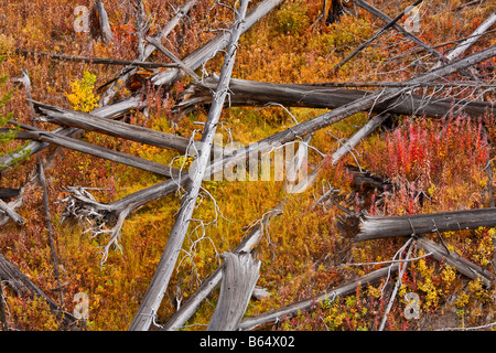 Yellowstone-Nationalpark WY: Verwitterte Windfall Bäume auf den Blacktail Plateau Stockfoto