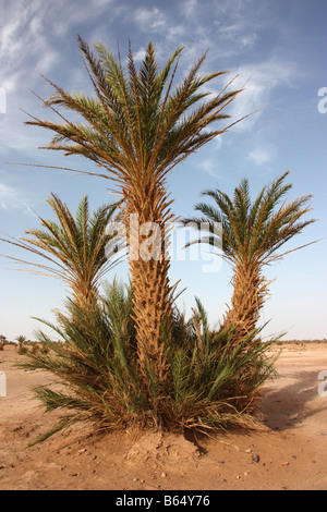 Dattelpalme in der Nähe von M'hamid in der Sahara an der marokkanischen algerischen Grenze Stockfoto