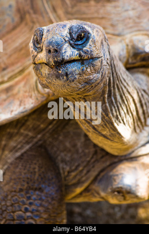 Schildkröte National Zoo Washington DC Stockfoto