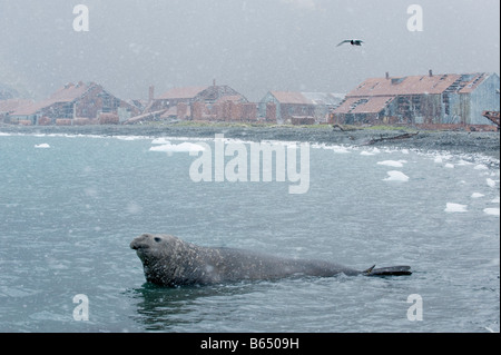 Südlichen See-Elefanten (Mirounga Leonina) männlich in fallenden Schnee, Stromness Whaling Station Süd-Georgien Stockfoto