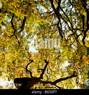 Herbstliche Bäume Surrey U.K. Europa Stockfoto