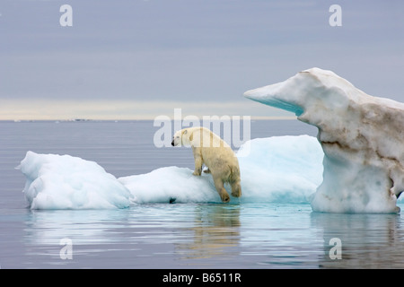 Eisbär Ursus Maritimus klettert auf einen Eisberg, schwebend in der Beaufortsee arktischen Ozean vor der Küste Alaskas Stockfoto