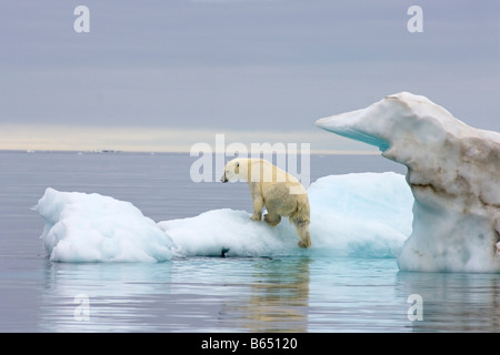 Eisbär Ursus Maritimus klettert auf einen Eisberg, schwebend in der Beaufortsee arktischen Ozean vor der Küste Alaskas Stockfoto