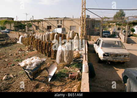 getrockneten Tabakblättern gefüllt in Neylone Tasche gehängt Outdoor-Haus in Deir el Ahmar Dorf Osten Bekaa Tal Baalbek Bereich Libanon Stockfoto