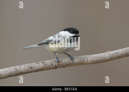 Schwarz-capped Chickadee (Poecile Atricapillus) thront auf einem Ast Stockfoto