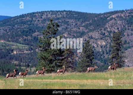 Kalifornien Bighorn Schafe Rams (Ovis Canadensis), South Okanagan Region von BC, Britisch-Kolumbien, Kanada - North American Wildlife Stockfoto