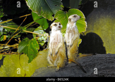 ERDMÄNNCHEN IM ZOO VON SINGAPUR Stockfoto