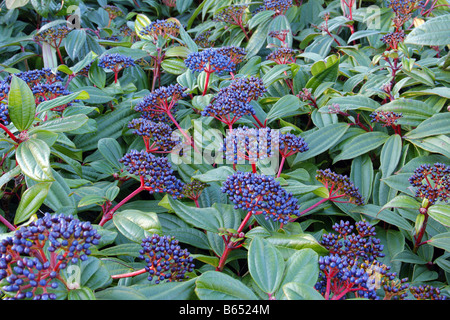 VIBURNUM DAVIDII AGM Stockfoto