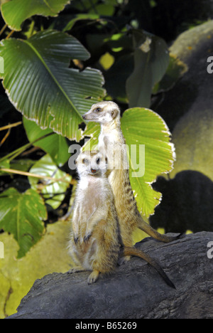 ERDMÄNNCHEN IM ZOO VON SINGAPUR Stockfoto