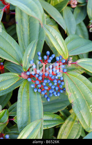 VIBURNUM DAVIDII AGM Stockfoto