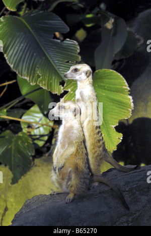 ERDMÄNNCHEN IM ZOO VON SINGAPUR Stockfoto