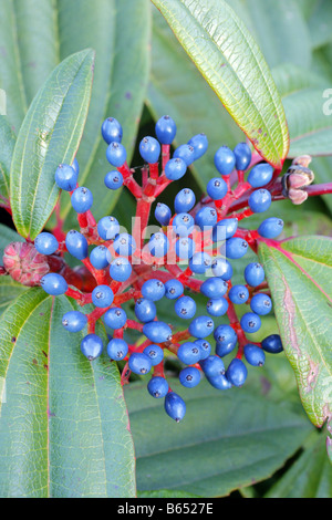 VIBURNUM DAVIDII AGM Stockfoto