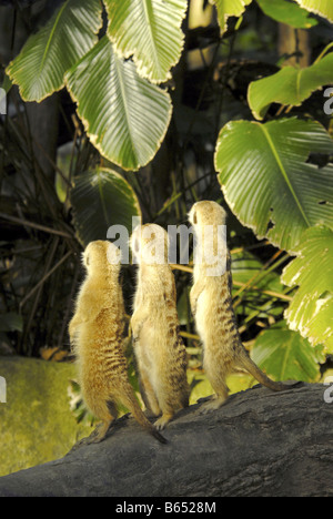 ERDMÄNNCHEN IM ZOO VON SINGAPUR Stockfoto