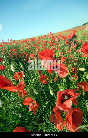 Eine Masse von roten Mohnblumen Papaver Somniferum in einem Feld in ländlichen lincolnshire Stockfoto