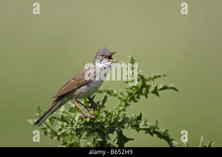 Dorngrasmücke Sylvia Communis Whitethroat Stockfoto