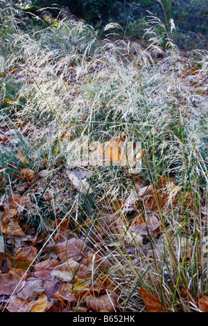 DESCHAMPSIA CESPITOSA GOLDTAU IN DECEMBER Stockfoto