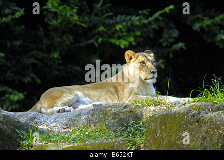 EINE LÖWIN IM ZOO VON SINGAPUR Stockfoto