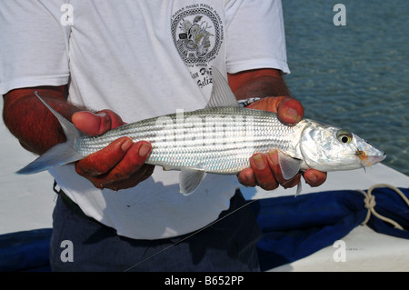 Diese Bonefish auf eine kleine Fliege genommen wurde sorgfältig zurück zu den flachen Flats von den Fliegenfischer veröffentlicht. Stockfoto