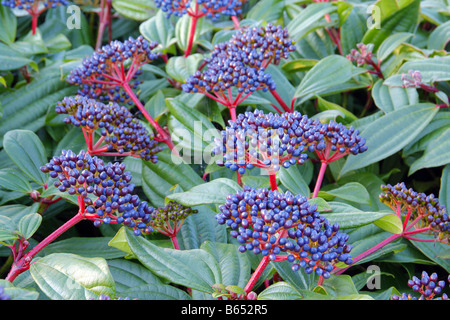 VIBURNUM DAVIDII AGM Stockfoto