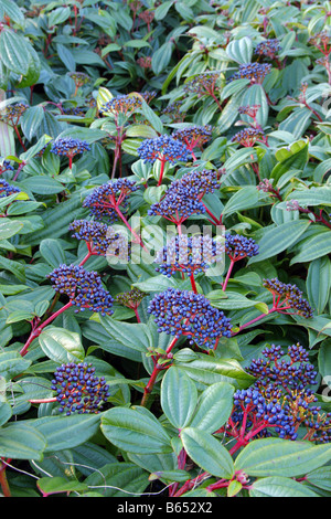 VIBURNUM DAVIDII AGM Stockfoto