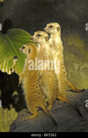 ERDMÄNNCHEN IM ZOO VON SINGAPUR Stockfoto