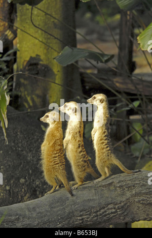 ERDMÄNNCHEN IM ZOO VON SINGAPUR Stockfoto