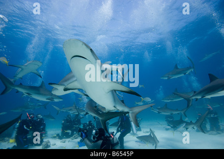 Bahamas New Providence Island Scuba Taucher und Karibische Riffhaie während Stuart Cove s Haifütterung Tauchen Stockfoto