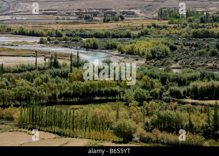 Der Blick auf Felder von Gerste aus dem Spitok Kloster im Herbst zu diesem Zeitpunkt ist das fruchtbare Tal des Indus, üppig und grün Stockfoto