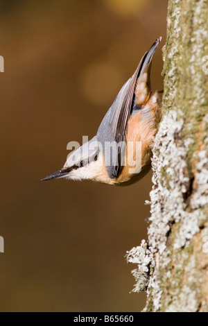 Kleiber Sitta europaea Stockfoto