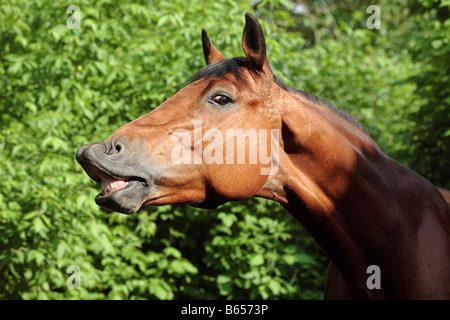 Eines wiehernden Pferdes Stockfoto