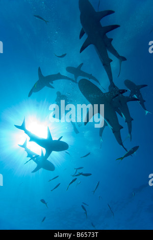 Bahamas New Providence Island Karibik Riff Haie Carcharhinus Perezi umkreisen absteigend Scuba diver Stockfoto