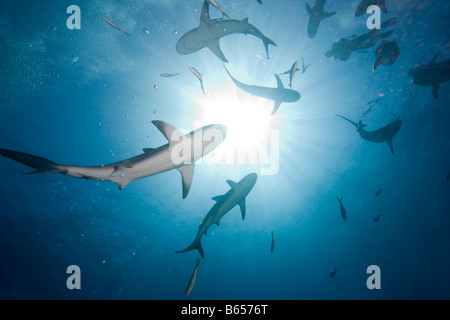 Bahamas New Providence Island Karibik Riff Haie Carcharhinus Perezi umkreisen absteigend Scuba diver Stockfoto