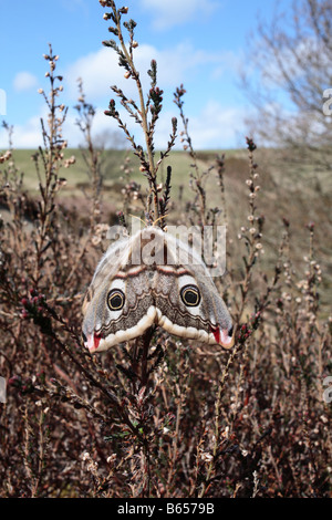 Jungfrau Frau Kaiser Moth (Saturnia Pavonia) auf Heidekraut (Calluna Vulgaris). Verwenden Pheromone für Männer nennen. Powys, Wales. Stockfoto