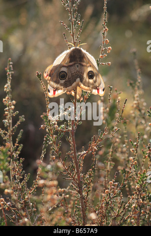 Paarung Kaiser Nachtfalter (Saturnia Pavonia) auf Heidekraut (Calluna Vulgaris). Das Weibchen am nächsten der Kamera. Powys, Wales. Stockfoto