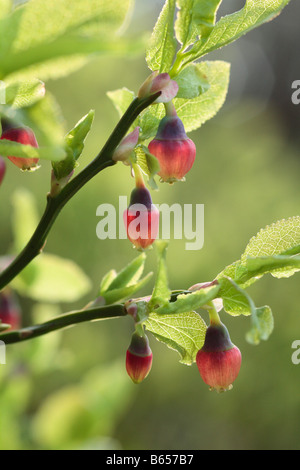 Blumen der Heidelbeere (Vaccinium Myrtillus). Powys, Wales. Stockfoto
