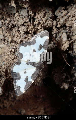 Getrübte Grenze Motte (Lomaspilis Marginata). Powys, Wales. Stockfoto