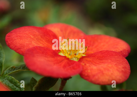 Blume von Potentilla fruticosa 'Red Ace' Garten Strauch. Powys, Wales. Stockfoto