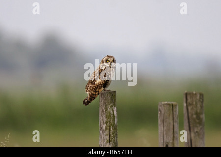 Sumpfohreule Asio Flammeus Short eared Eule Stockfoto