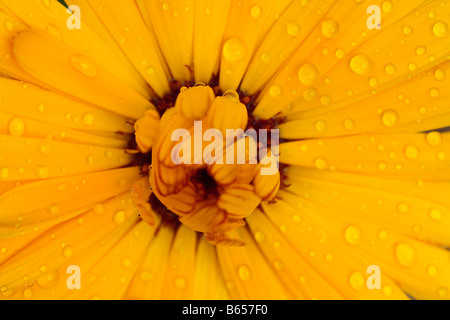 Nahaufnahme von Regentropfen auf einer Blume der Ringelblume (Calendula Officinalis). Jährliche Garten. Stockfoto
