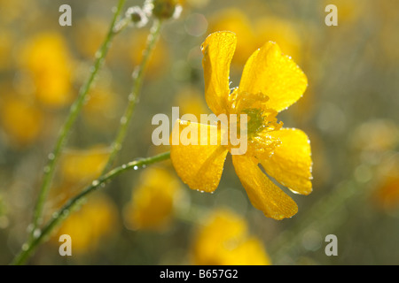 Einzelne Blume von einer Wiese-Hahnenfuß (Ranunculus Acris) an einem frostigen Morgen. Powys, Wales, UK. Stockfoto