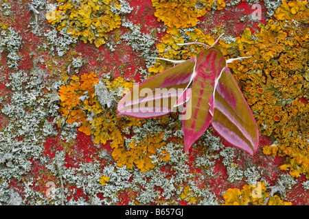 Elefant Hawkmoth (Deilephila Elpenor) ruht auf Landmaschinen Flechten bedeckt. Powys, Wales. Stockfoto