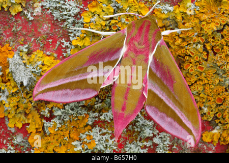 Elefant Hawkmoth (Deilephila Elpenor) ruht auf Landmaschinen Flechten bedeckt. Powys, Wales. Stockfoto