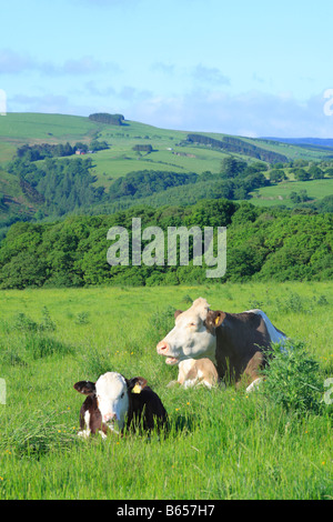 Simmentaler Kuh und ein Hereford kreuzen Kalb auf einem Bio-Bauernhof in den walisischen Bergen. Powys, Wales. Stockfoto