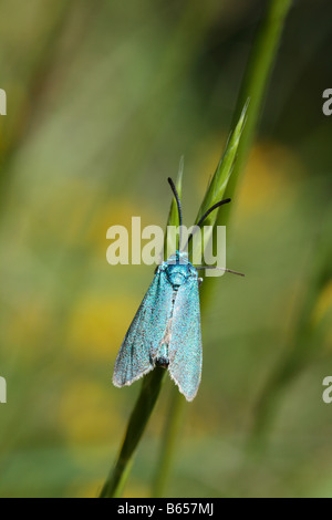 Die Forester Moth (Adscita Statices). Gloucestershire, Enland. Stockfoto