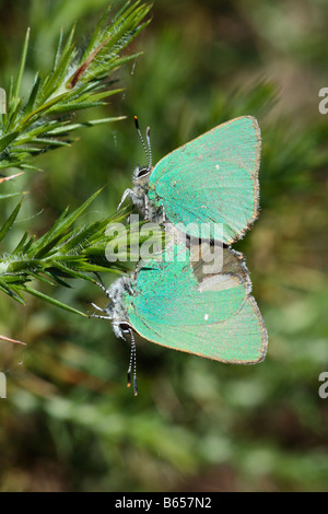 Paarung grüner Zipfelfalter Schmetterlinge (Callophrys Rubi). Powys, Wales, UK. Stockfoto