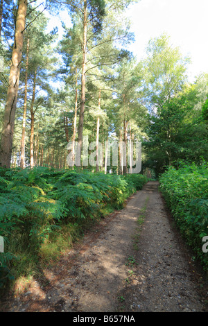 Verfolgen Sie durch eine Kiefer-Wald in Thetford Forest, Bestandteil der Peddars Way Langstrecken-Wanderweg. Stockfoto