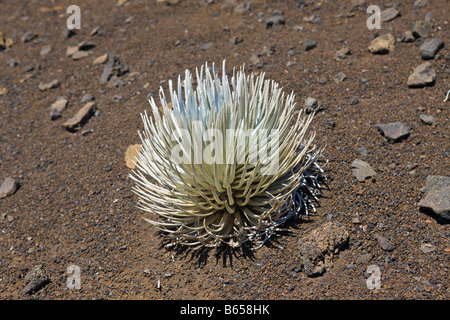 endemische Silversword am Haleakala Vulkan Krater Argyroxiphium Sandwicense Ssp Macrocephalum Maui Hawaii USA Stockfoto
